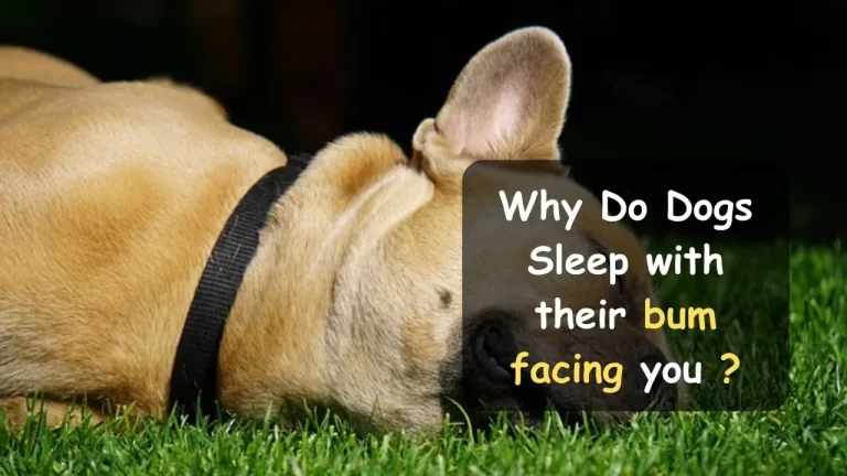 Why Do Dogs Sleep with their bum facing you: Know the Truth